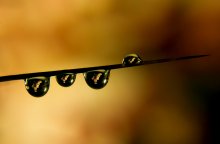 Strung Reflexion. / ***