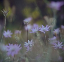 glade ... / .....