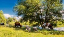 Sommer Pastoral / ***