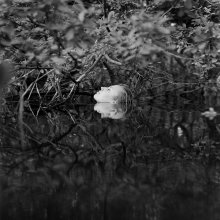 Blume / ***