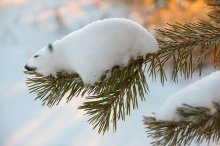 White Bear / ***