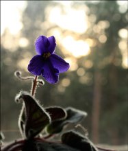 Licht im August / .....