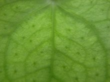 Macro / 154154