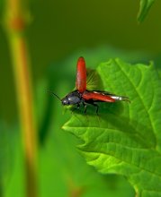 Shchelkunov krasnokryly (Granulat) / Ampedus pomonae