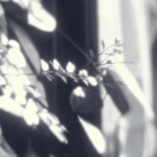 soft August / August monokle soft