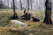 Das Leben der Ziege denkt ... (2010) / ***