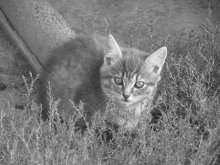 Ein Spaziergang Cat / ***