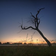 | Wiese bei Sonnenuntergang | / ***