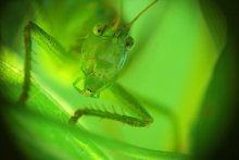 Green / ***