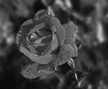 Regen pokapal und weitergegeben ... (7) / ***