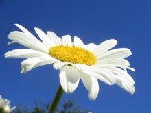 einfach Gänseblümchen / *******