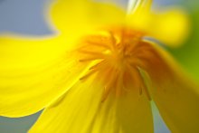 Wenig Sonne / ***