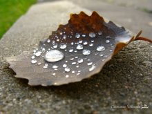 Herbstblatt / ***