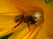 Jagd Seespinne / ***