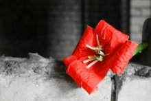 Blume / ................