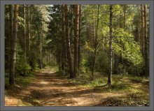 In einem sonnigen Wald / ***