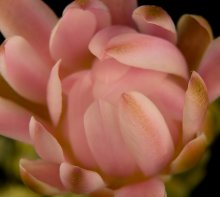 Knospen nach außen unscheinbar ... / ***