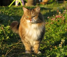 Cat / ***