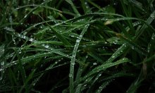 Tropfen auf dem Rasen / ------------------