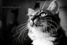Koks / __________