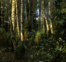 Morgen Wald / *****