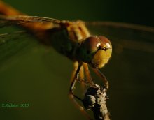 Porträt einer schönen Farbe / ***