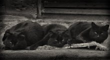 Bandits / ***