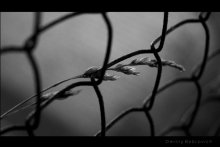 from the cage to freedom / Dedicated to D.