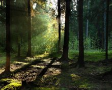 Morgen Holz / ***