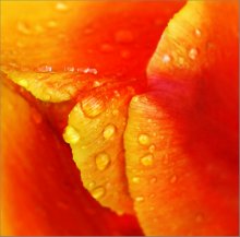 Color Sensation .. / ..........