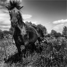 Pferd, zeigt seine Haltung / ***