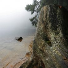 Holzfäller / ***
