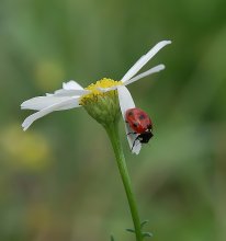 Insekten-und Kamille ... / ***