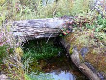 Das Schweigen der Taiga / ...............