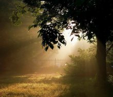Morgenlicht in den Armen von Nebel / ***