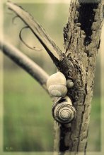 Familie der Schnecken / ***