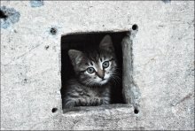 Cat's House / ***