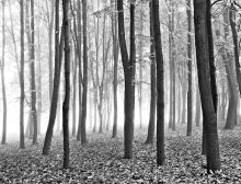 Zum Licht / ......