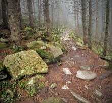 Herbstwald / .....