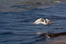 Vögel / *****