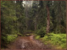 Nach dem Regen / ***