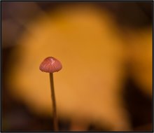 Ruhig Hunt ... / ***