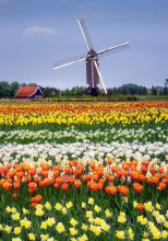 Parks Holland 4 / ***