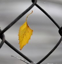 Gefangen im Herbst ... / ***