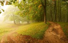 Forest / ***