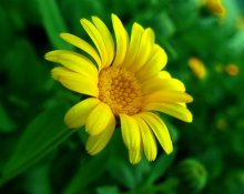 Floret / ********