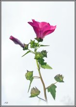 Blume auf weißem / *****