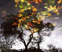 Laubbaum Bild / ***
