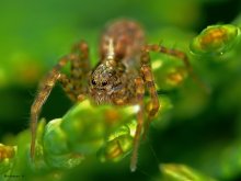 Spider-Wolf / ***