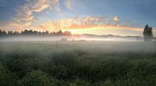 Bücken Morgendämmerung Nebel flossen in die Wiesen ... / ***